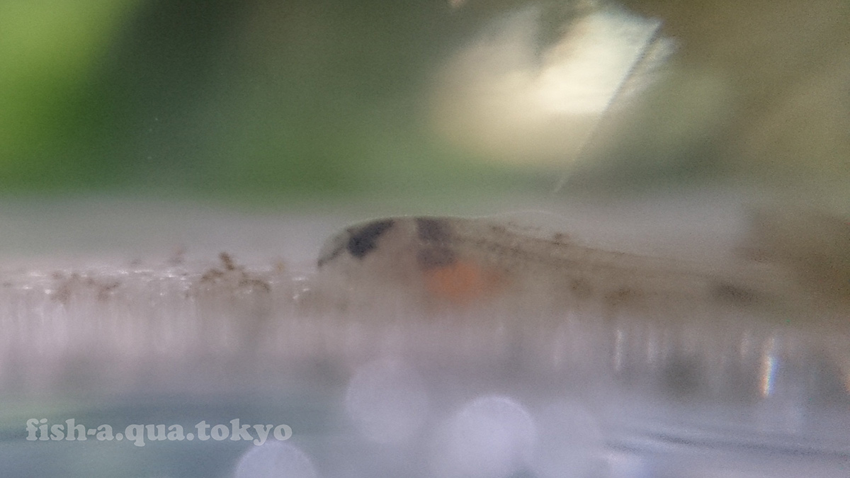 水草の中からコリドラスの稚魚 Mizuoto