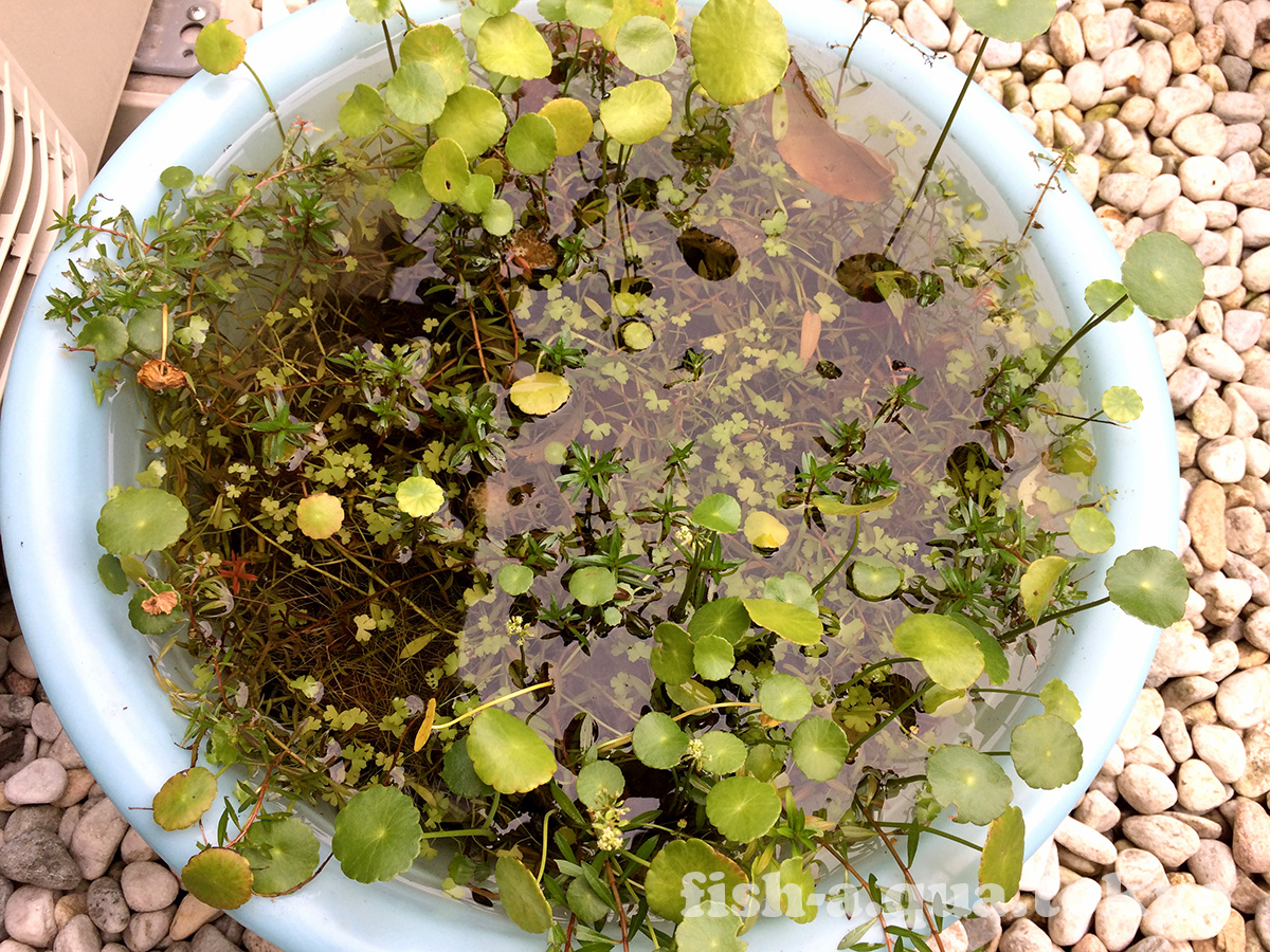 タライの水草 Mizuoto